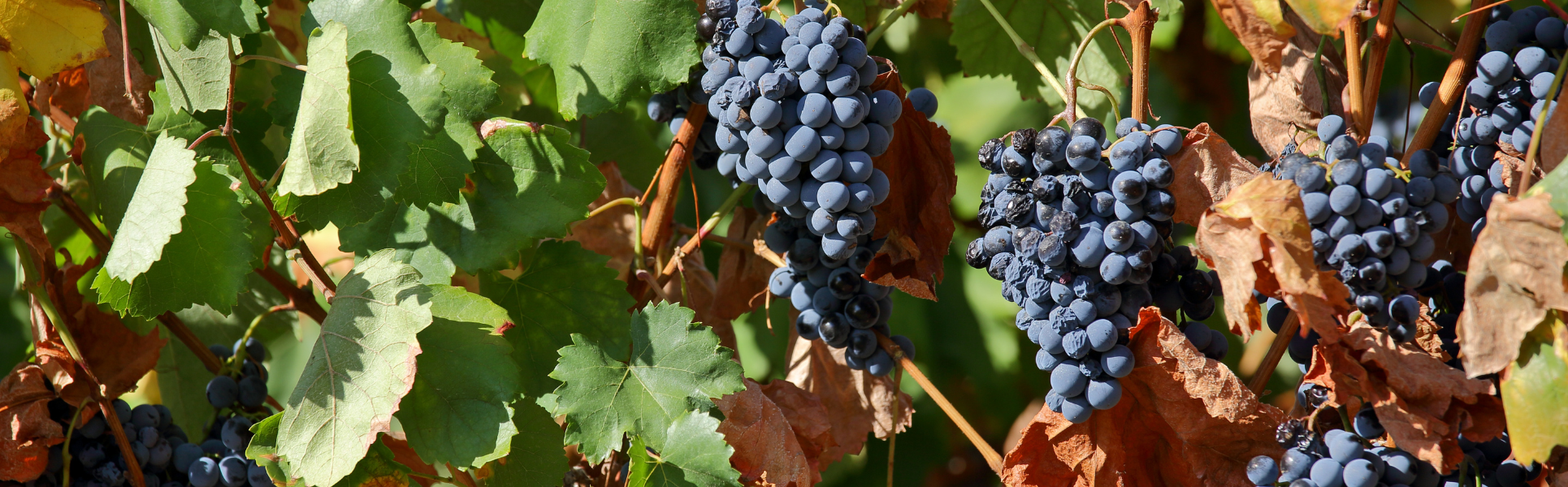 Wine Tourism in the Douro: More Than Just Wine