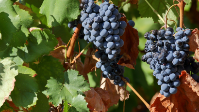 Wine Tourism in the Douro: More Than Just Wine