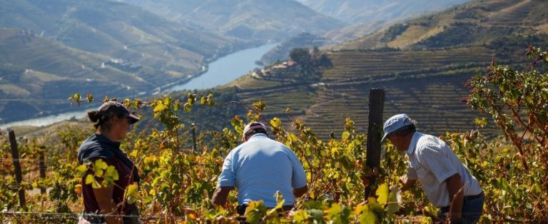 Workers of the Douro Valley