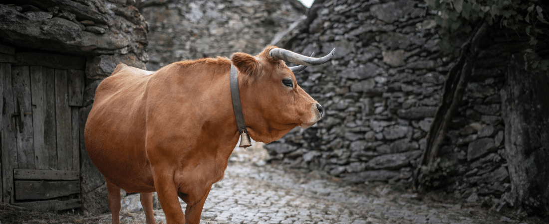 Arouquesa Cow
